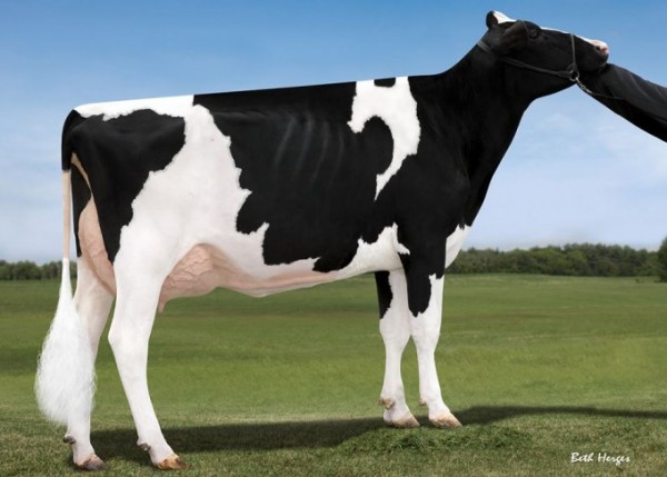 Peak Charm - VG 85 Dam of sale topper Endco Countess and 9th Generation VG or EX from the Cowsmopilitans