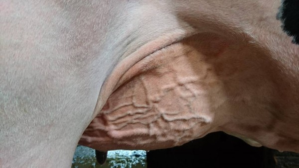 Bons Holsteis Koba 219 (s. Lauthority) – Bons Holsteins