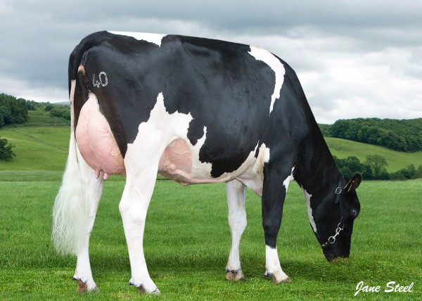 Meiklefirth Gold Chip Zandra VG88 3yr Big time pedigree Gold Chip x Shottle x Outside x Mandel Zandra
