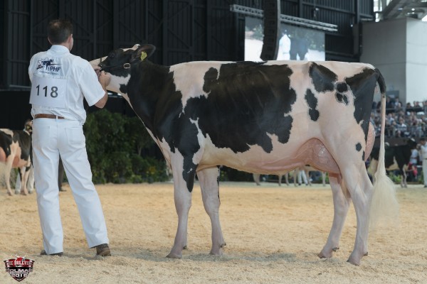 CPP AFTERSHOCK PANDORA-=0 1st place Junior 1 All-European Champion Holstein Show Holland 