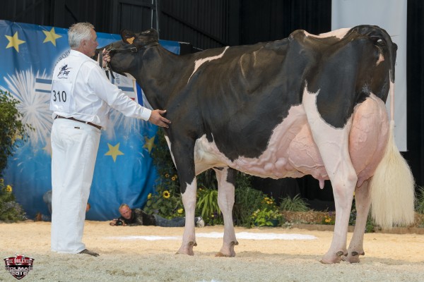 ASHLYNVRAY GOLDWYN 1st place Senior 3 All-European Champion Holstein Show Spain