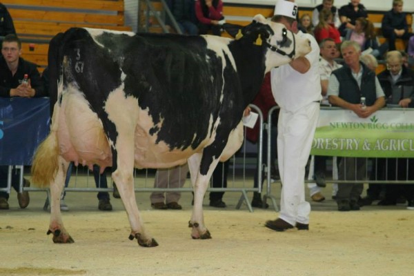 Warnelview Final Cut Nita EX-97