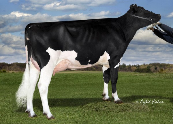 Clear-echo Supersire 2830 VG-87 Dam of lot 1 top seller