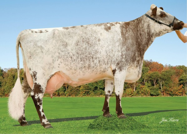 Lynmark NS Clarica 1