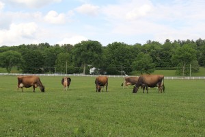 14125629_1275918555775278_8859674478458941208_o[1]