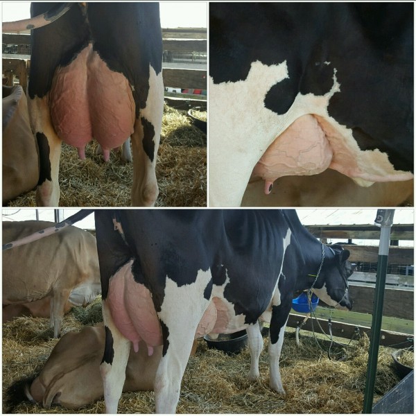 Graybill Atwood Y94 VG-89