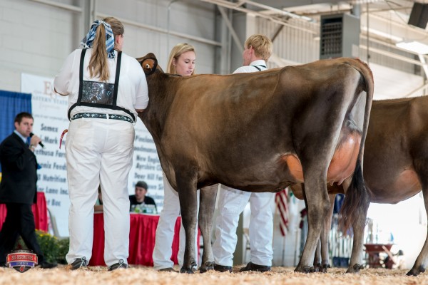 COWBELL TEQUILA PARADISE 1st place Yearling in Milk Christine Sheesley Rozler
