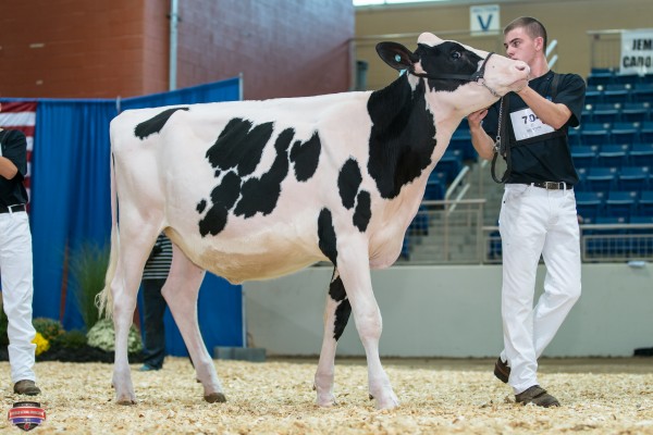 Kirbyville Lady Ameera 1st place Fall Heifer Andrew Younker