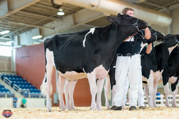 Bur-Le-Acres hvezda Hannah 1st place Spring Yearling Heifer Jonathan Beiler 