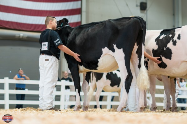 SAVAGE-LEIGH GOLD LALA 1st place Winter Yearling Heifer Chase Savage