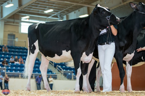 MS DEIDRES STANLEYC DIOR 1st place FALL Yearling Heifer Kayla Umbel, Oliv Umbel