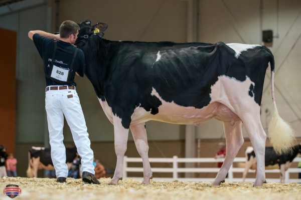 HELL-YEAH DEMPSEY BERRY 1st place Junior Two Year Old Daniel Hosking