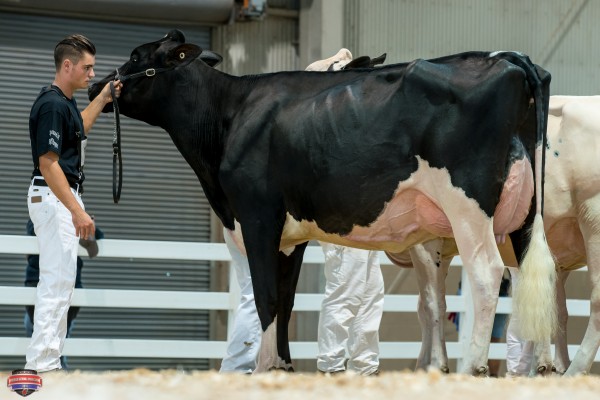 LINDEN LOCK SD PANDORA (DESTRY) 1st place Senior Two Year Old Tyler Shaw