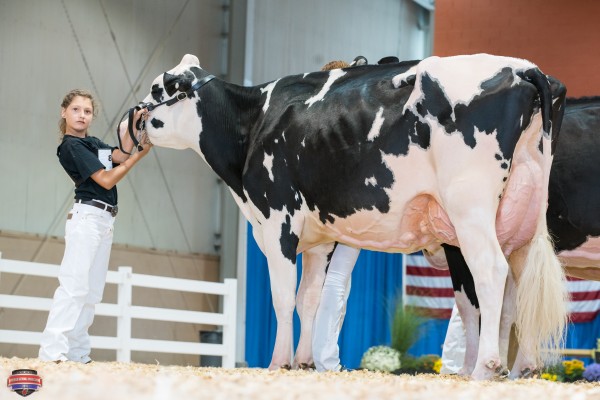 DRYHOUSE-M DEMPSEY FROST 1st place Junior Three Year Old Natalie Yoder