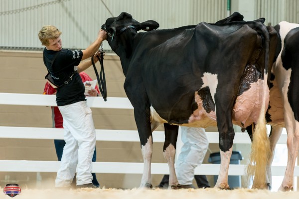 ERNEST-ANTHONY SID TRIXIE 1st place Senior Three Year Old Jacob Kline 