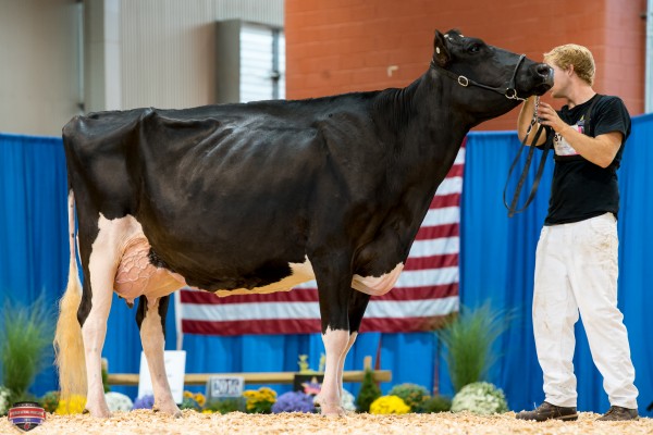 ERNEST-ANTHONY SID TRIXIE 1st place Senior Three Year Old Jacob Kline