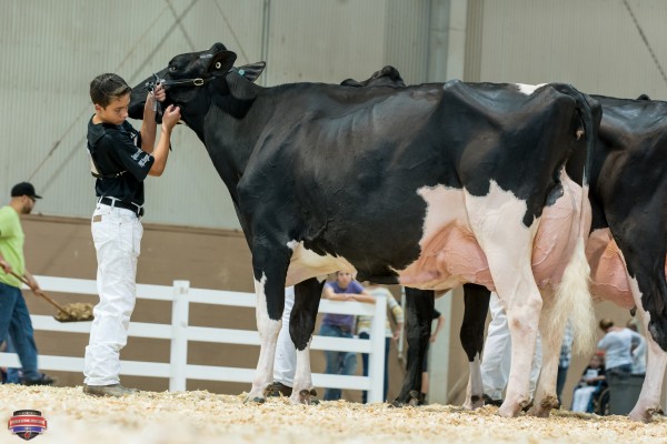 MOR-YET GOLDWYN FAITHFUL 1st place Mature Cow Chase Savage 