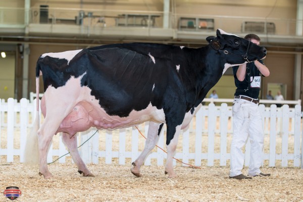 J&K-VUE GOLDWYN GLAMOUR 1st place Production Cow Douglas Boop 