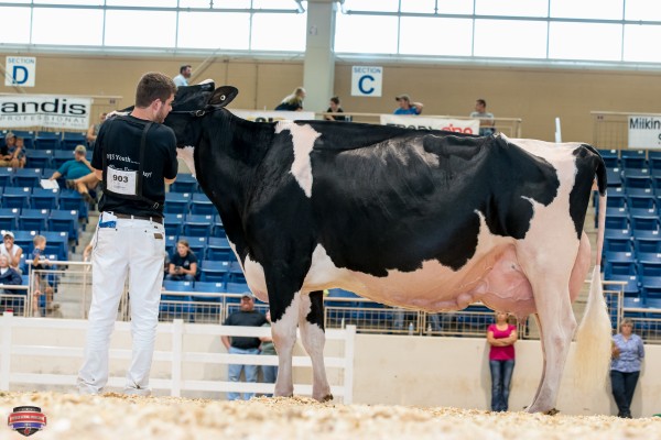 J&K-VUE GOLDWYN GLAMOUR Grand Champion Douglas Boop 