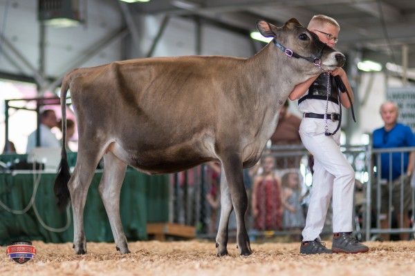 COWBELL IMPRESSION MIAMI 1st place Winter Heifer Calf Chase Roller 