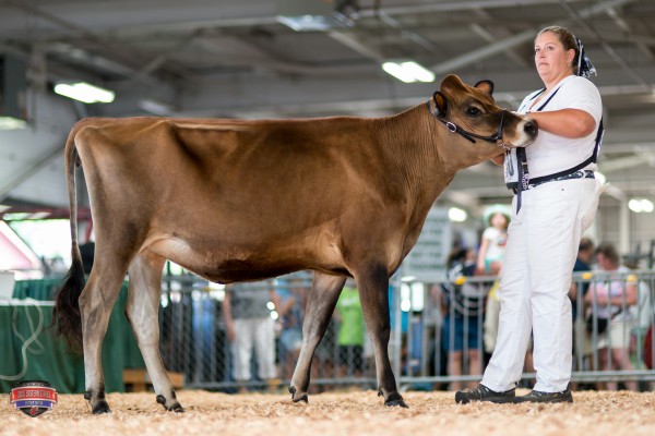 COWBELL SHOES KANDY KISS 1st place Spring Yearling Heifer Christine Shelley Rozler 
