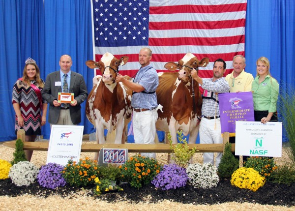 Congratulations to Craig Walton of Walkersville, Md. for winning Intermediate Champion Red and White of the 2016 All American Open Red and White Show, with Patience Detox Della-Red, on Sept. 20 at the Farm Show Complex and Expo Center in Harrisburg, Pa. Chase Savage of Union Bridge, Md. took home Reserve Intermediate Champion Red and White honors with Redtag Destry Sneezy-Red-ET. (L-R) National Red and White Queen McKenna Coffeen; Judge Lynn Harbaugh; Chi Savage; Joel Phoenix; Gene Iager and Carly Foose.
