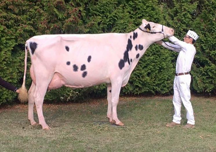 Woods-Star Corona Whitestone Rose, exhibited Woods-Star Holsteins, took the Grand Champion on her show-ring debut. 