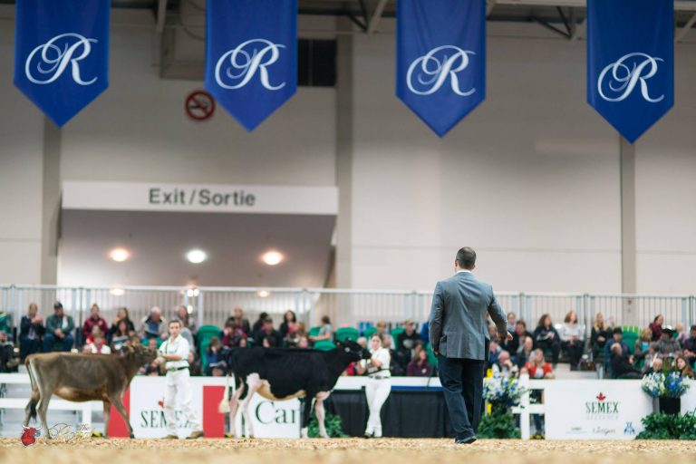 2016 Royal Winter Fair Holstein Show Preview