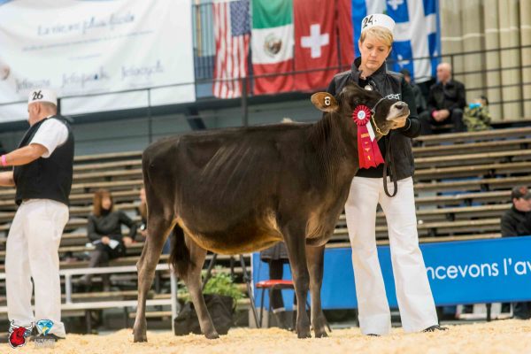 CHARLYN KEEPER SATISFIED 1st place Intermediate Calf - Jersey Le Suprême Laitier - Supreme Dairy Rivendale Farms of Pittsburgh LLC