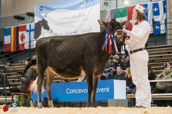 LOOKOUT TEQUILA GOTCHA 1st place Summer Yearling - Jersey Le Suprême Laitier 2016 Frank & Diane Borba and Lookout Jersey & Holstein