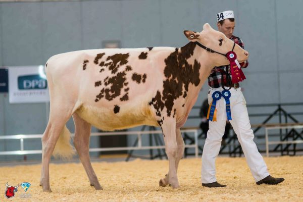 LOOKOUT OLYMPIAN ALLSTAR 1st place Summer Yearling - Red & White Le Suprême Laitier - Supreme Dairy LOOKOUT HOLSTEINS, STEVE GLAUDE, TARA MCKINVEN