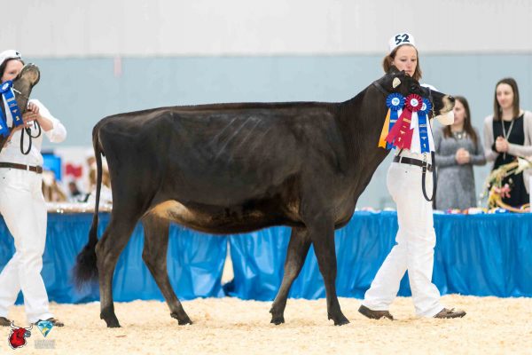 LOOKOUT RIVER BABY 1st place Junior Yearling - Jersey Le Suprême Laitier - Supreme Dairy Brooke McKinven, Gary Vance, Nancy Suitor, Lookout