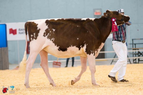 RAYON D'OR ADDICT COUNTRY RED 1st place Junior Yearling - Red & White Le Suprême Laitier - Supreme Dairy ALICIA & JUSTIN VERONNEAU, FERME LAITIERE RAYON D'OR INC, MYRIC HOLSTEIN