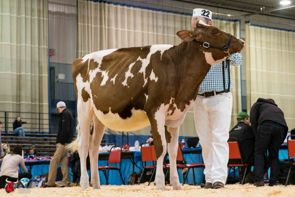 CAMPHOLS ABSOLUTE CHARITY Junior Champion Le Suprême Laitier - Supreme Dairy Lookout Farm