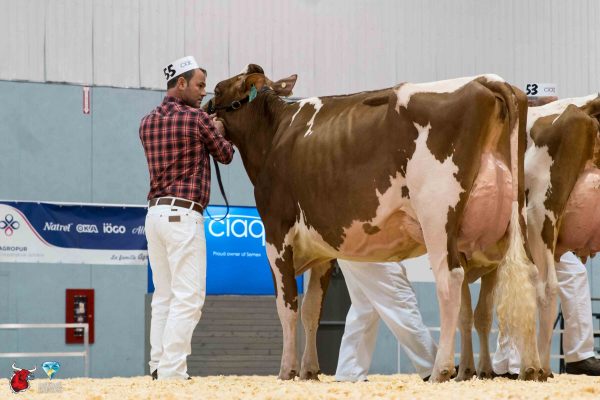 MILKSOURCE ABSOLUT STAR-RED 1st place Junior Two Year Old Le Suprême Laitier - Supreme Dairy ferme blondin