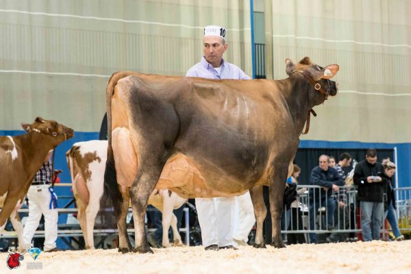 HIDDEN DREAM GLASGOW RUBY 1st place Mature Cow Le Suprême Laitier - Supreme Dairy Luc Deschênes