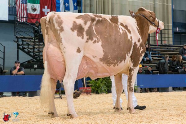 CYRMO MR BURNS RAINBOW 1st place Mature Cow Le Suprême Laitier - Supreme Dairy PIERRE BOULET
