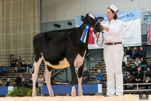 GARAY AWESOME BEAUTY 1st place Intermediate Calf Le Suprême Laitier - Supreme Dairy ALANA MCKINVEN 