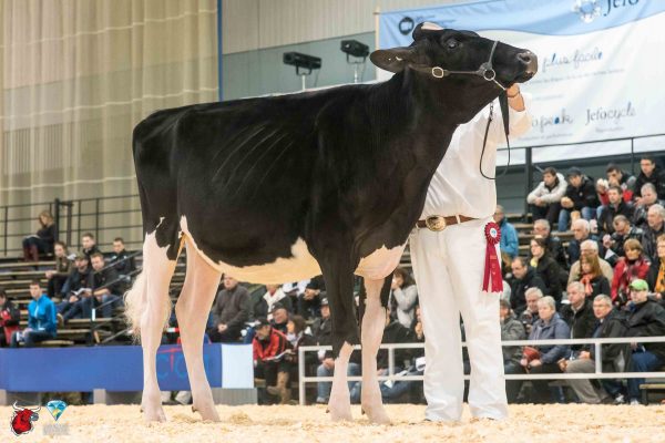 COMESTAR HOLIDAY GOLDWYN 1st place Summer Yearling Le Suprême Laitier - Supreme Dairy Majesticview, Connery, Shore, Hetts