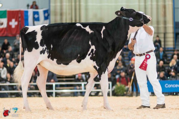 MILKSOURCE SID DESIRE 1st place Intermediate Yearling Le Suprême Laitier - Supreme Dairy Velthuis
