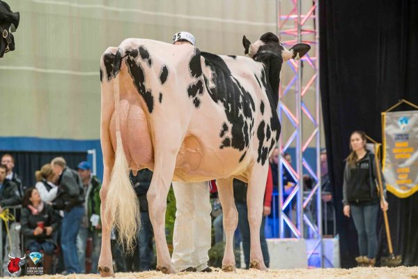 IDEE WINDBROOK LYNZI 1st place Junior Two Year Old Le Suprême Laitier - Supreme Dairy JENDRO, BORBA, JM VALLEY, ALLYN