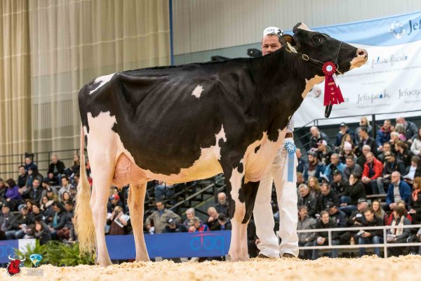 MUSTHAVEN GOLDWYN JAELYN P 1st place Senior Two Year Old Le Suprême Laitier - Supreme Dairy Blondin, Glauser & Villyvon
