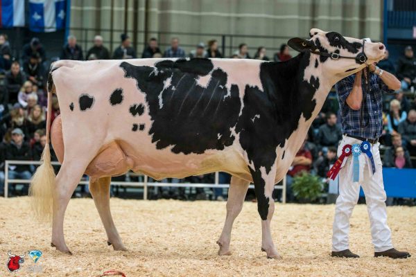 HOLSBEC GOLDWYN PAULA 1st place Five Year Old Le Suprême Laitier - Supreme Dairy RAYON D'OR & MARYCLERC