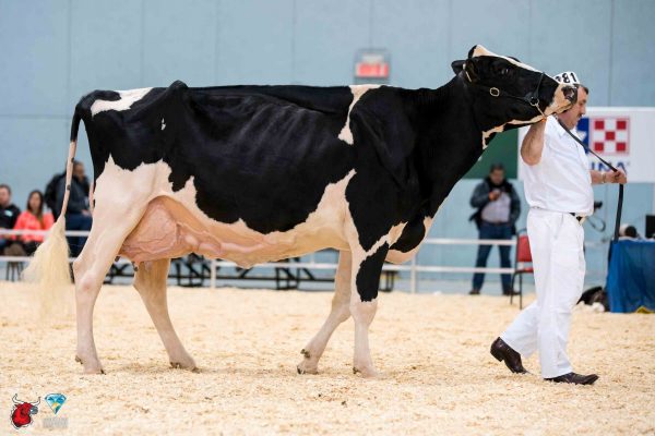 JOLIBOIS LORINE ATWOOD 1st place Mature Cow Le Suprême Laitier - Supreme Dairy Rolandale