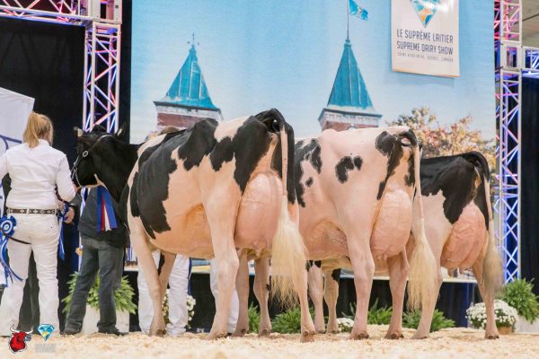 Jacobs Gold Liann (Gold Chip) Grand Champion Ferme Jacobs Inc., QC Jacobs Fever Cael (Fever) Reserve Grand Champion Ferme Jacobs Inc., QC Loyalyn Goldwyn June (Goldwyn) HM Grand Champion Diamond Genetics Australia, Kevin Doeberiener & Pierre Boulet, QC 