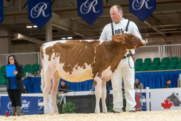 BLONDIN AVALANCHE SPARKLES 1st place Summer Calf Canadian National Red & White Show William Morille