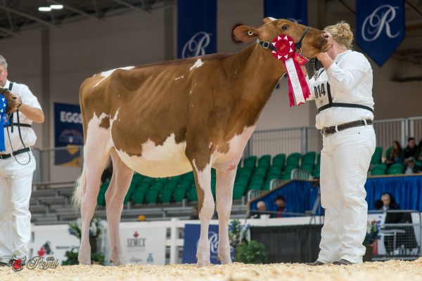 LAROCHELLE PITBULL SONIC 1st place Intermediate Calf Canadian National Red & White Show DOIN, CLEMAR