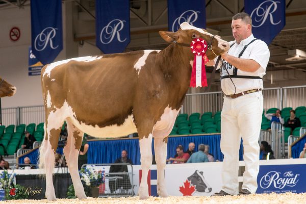 MD-MAPLE-LAWN SICILY-RED 1st place Senior Calf Canadian National Red & White Show Westcoast Holsteins