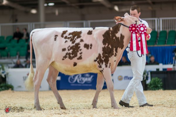 LOOKOUT OLYMPIAN ALLSTAR 1st place Summer Yearling Canadian National Red & White Show Lookout Farm, Glaude, Mckinven