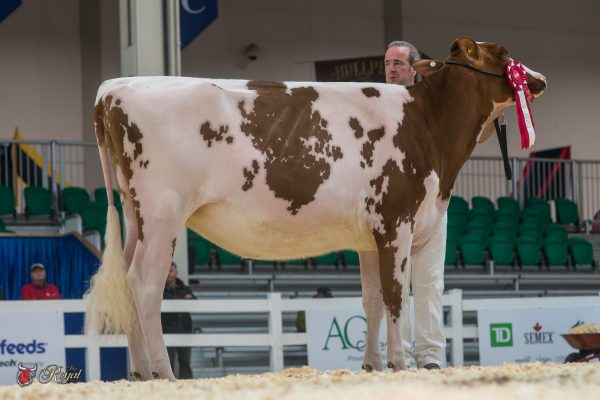 WILLOW-MARSH MOULNROUGE-RED 1st place Junior Yearling Canadian National Red & White Show Michael Heath, Dymentholm Genetics